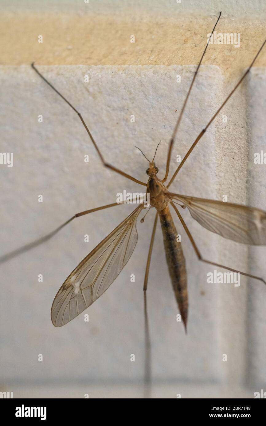 Crane fly is a common name referring to any member of the insect family Tipulidae, of the order Diptera, true flies in the superfamily Tipuloidea Stock Photo