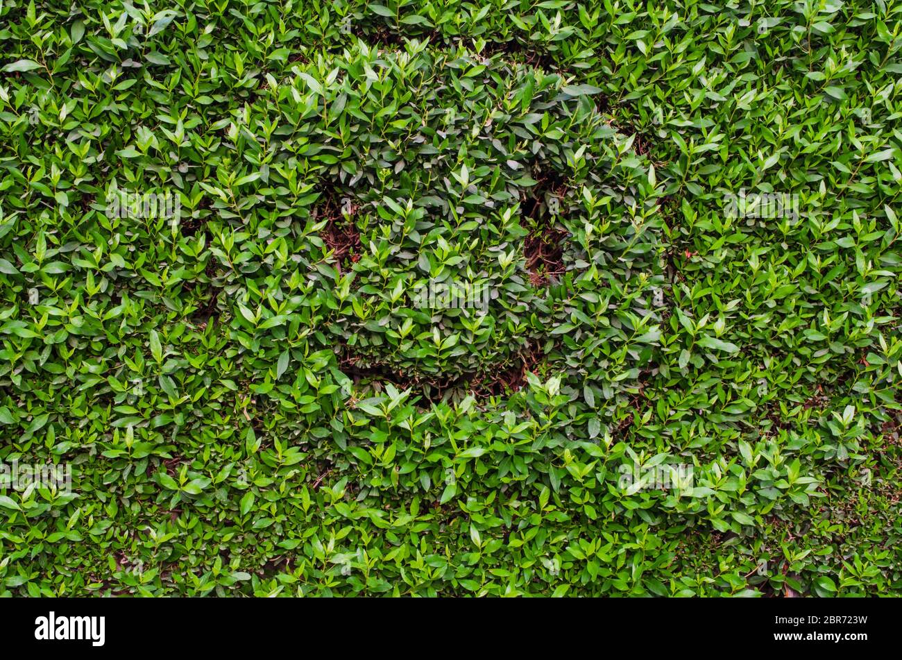 Smiling Emoji Emoji With A Smile On Green Leaves Background Positive