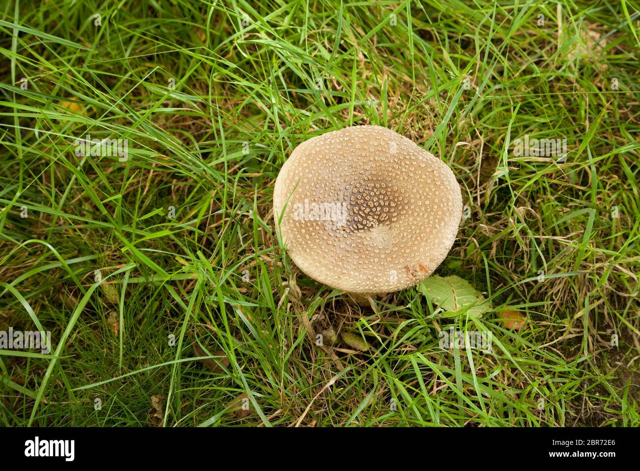 The Blusher mushroom (Amanita rubescens) Stock Photo