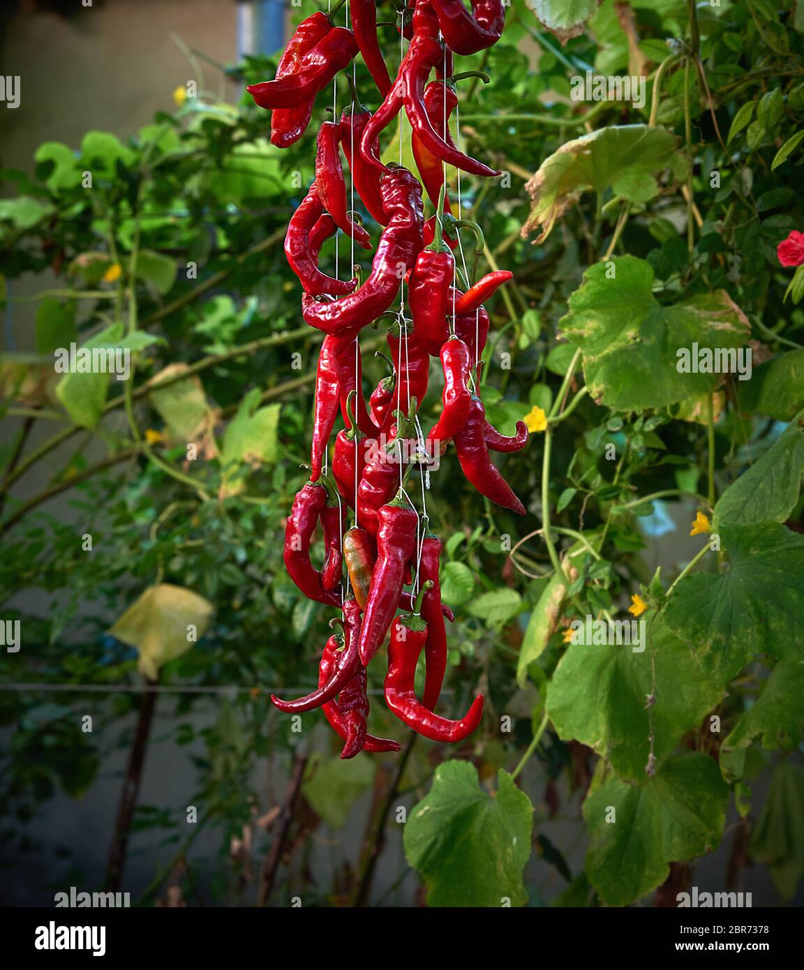 red raw ripe hot chili peppers hanging on a rope, close up Stock Photo ...