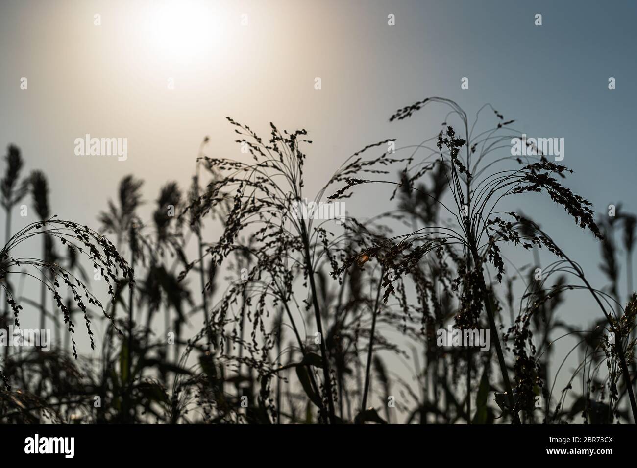 Field sorghum millet sunset hi-res stock photography and images - Alamy