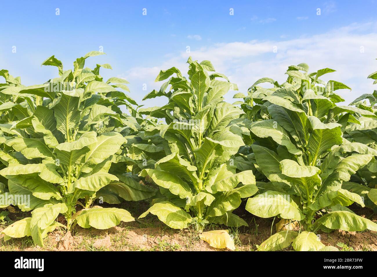 Field Nicotiana tabacum, the Common tobacco is an annually-growing ...