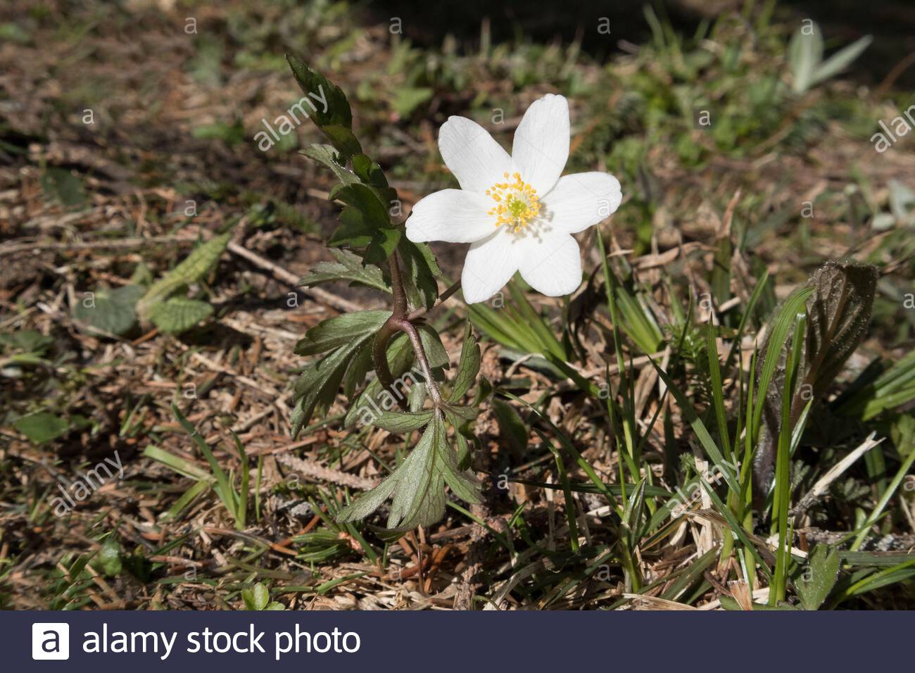 White Windflower Anemone Nemorosa Growing Outdoor Stock Photo Alamy