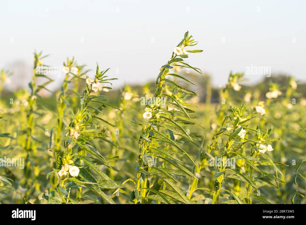 Sesame seed flower on tree in the field, Sesame a tall annual