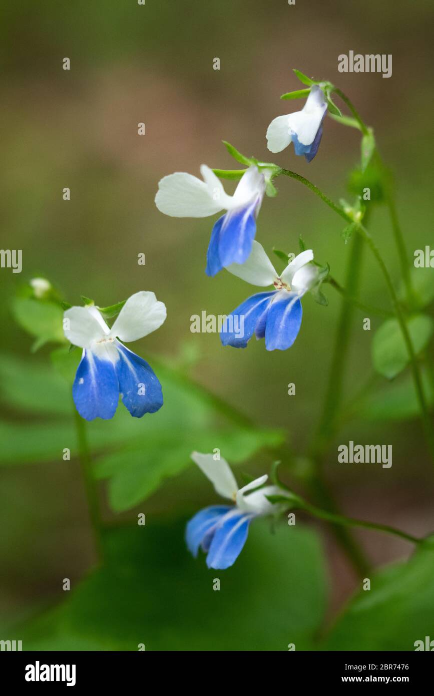 Close up macro shot of several blue eyed Mary wildflowers in bloom against a blurred green background taken in Chief Logan State Park in West Virginia Stock Photo