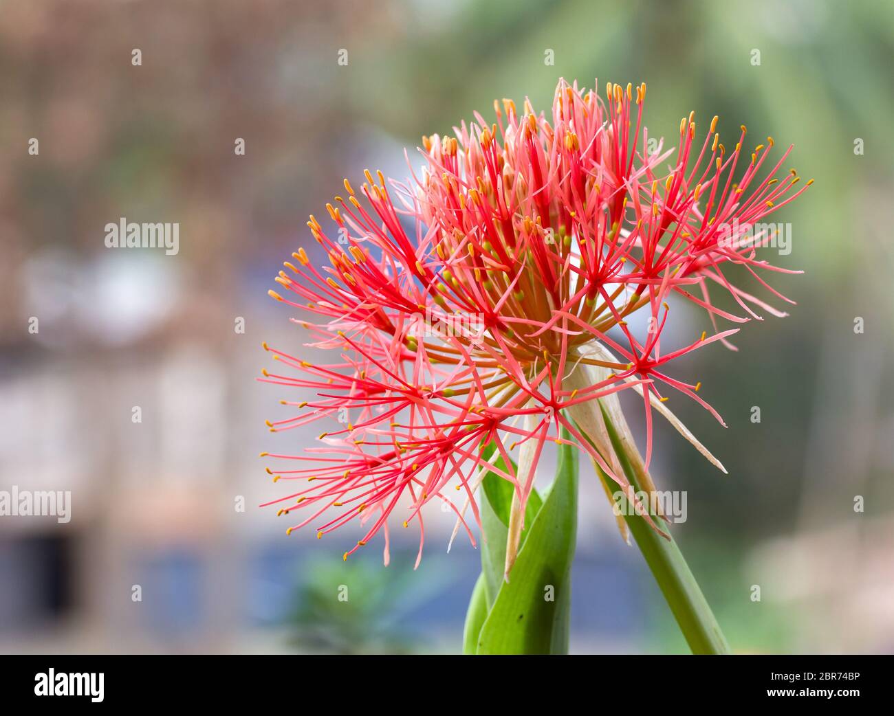 Powder puff lily or Haemanthus multiflorus (Tratt.) Martyn or blood