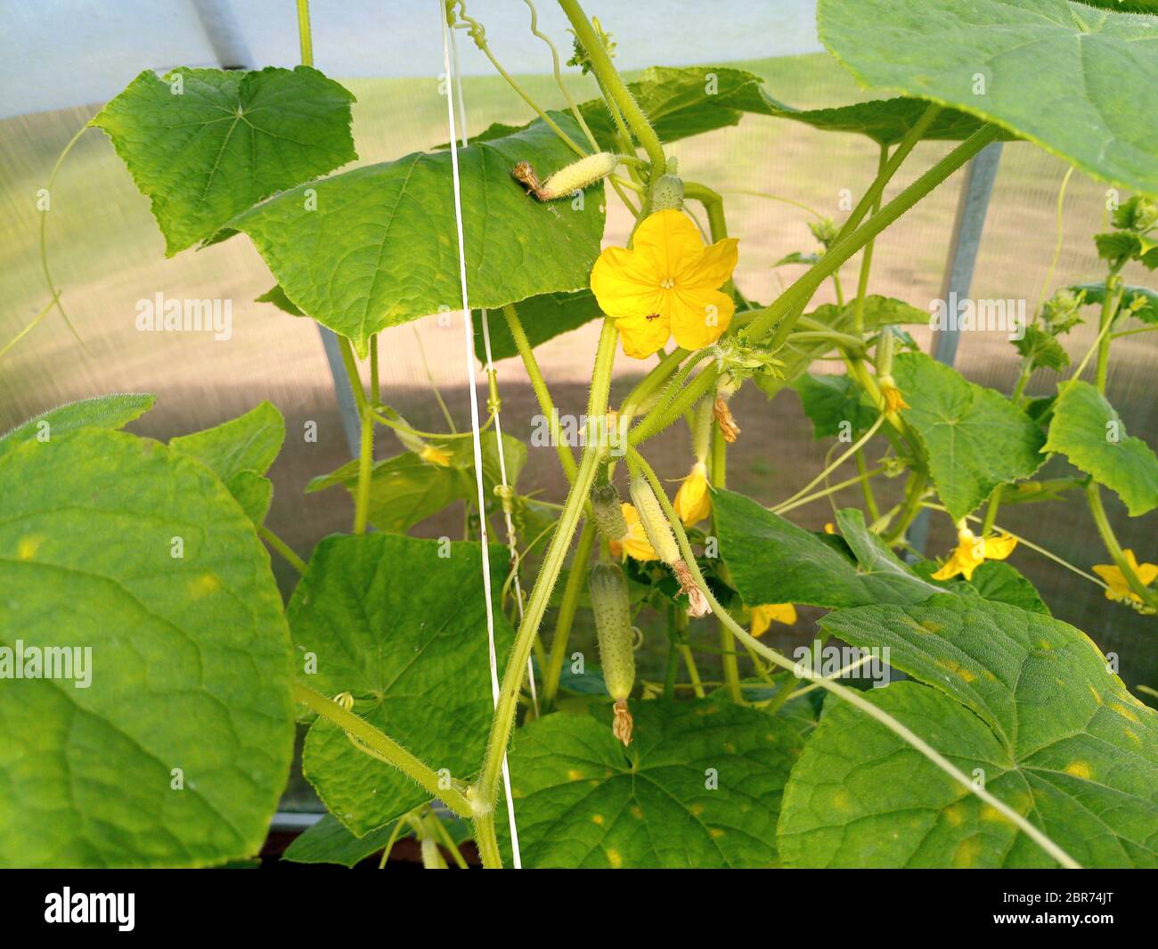 Cucumbers in the greenhouse to grow. Tied stalks of cucumbers in the