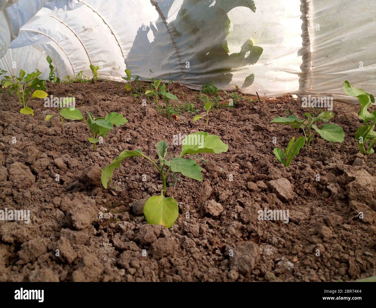 Eggplant in the greenhouse to grow. Growing eggplants in greenhouses Stock Photo Alamy