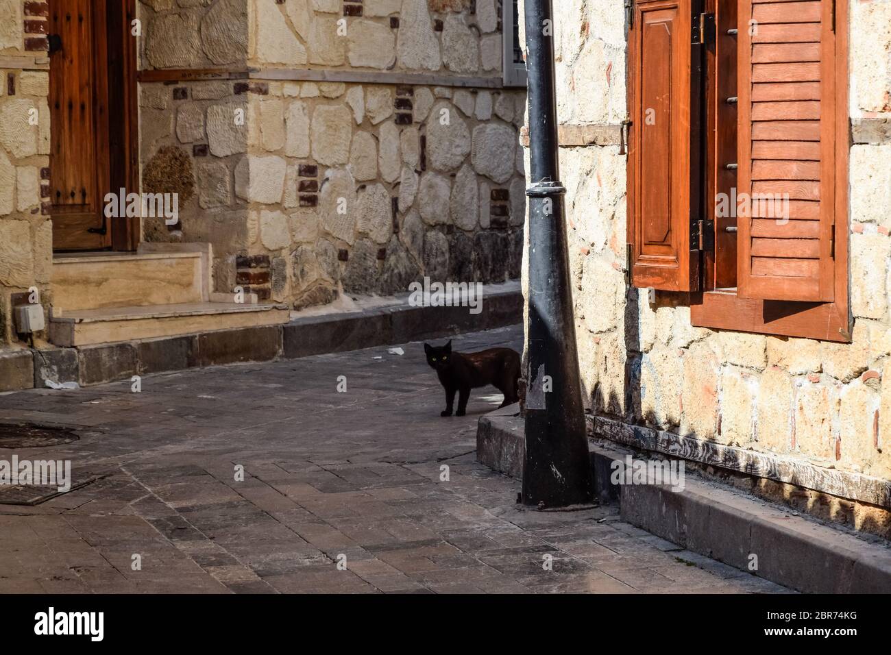 Black cat around the corner at home. Black cat runs across the road