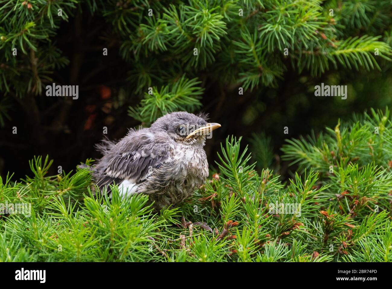 A young Northern Mockingbird fledgling sits perched on a pine. Stock Photo