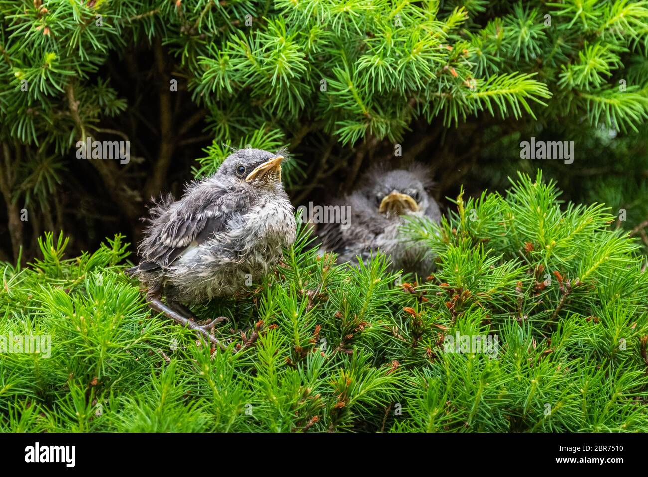 A pair of young Northern Mockingbird fledglings sit perched in a pine tree, green background. Stock Photo