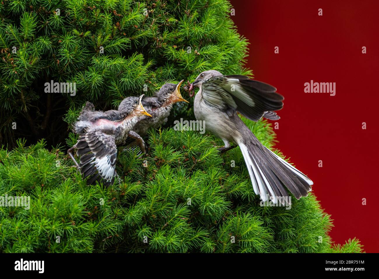 A female Mockingbird has brought food back to the nest for her young. Stock Photo