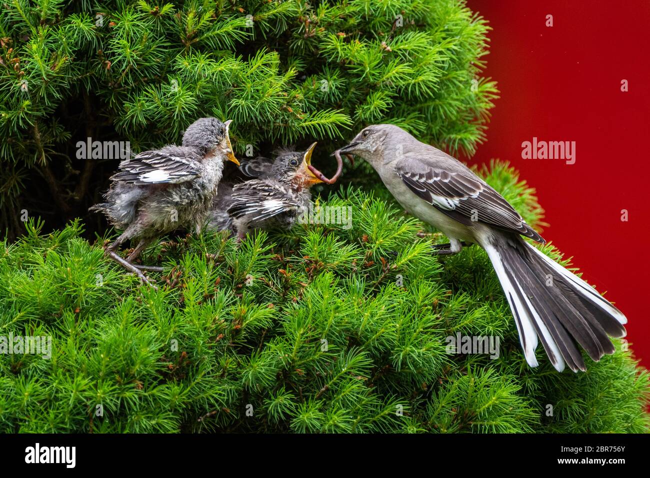 A female Mockingbird is feeding an earthworm to her young brood. Stock Photo