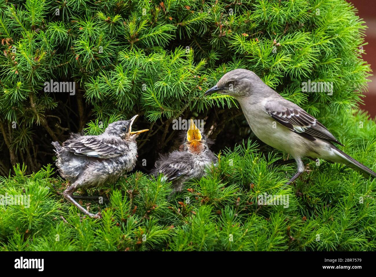 Young Mockingbird babies are begging for food with mouths open in front of the mother while perched in a pine tree against a green background. Stock Photo