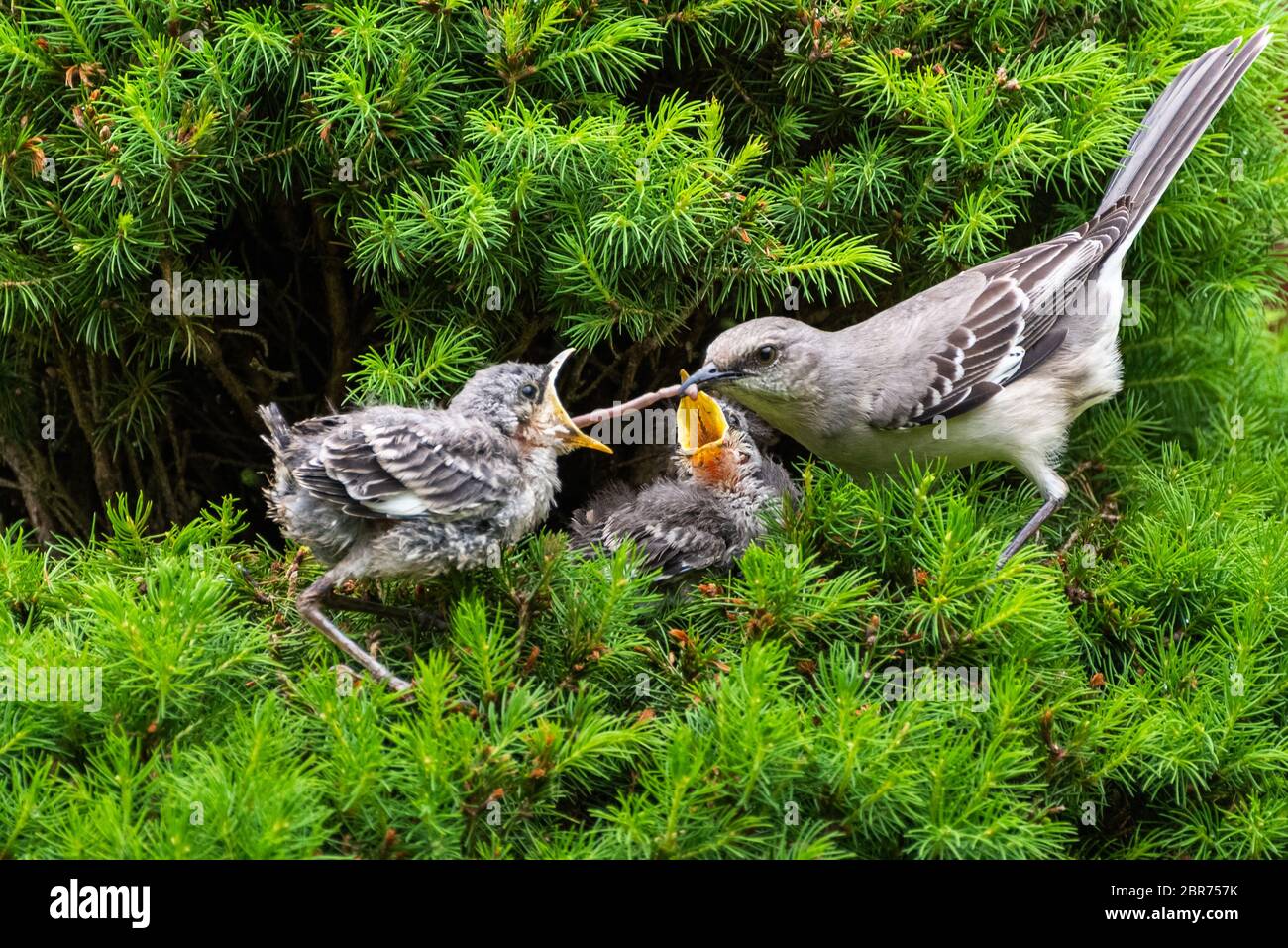 A female Mockingbird is feeding an earthworm to her young fledgling babies. Stock Photo