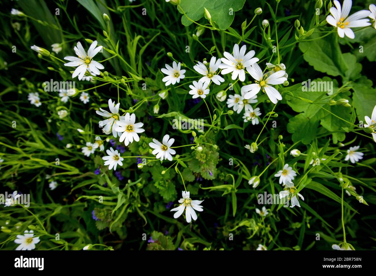 Field of white stellaria media flowers in the forest. Stock Photo