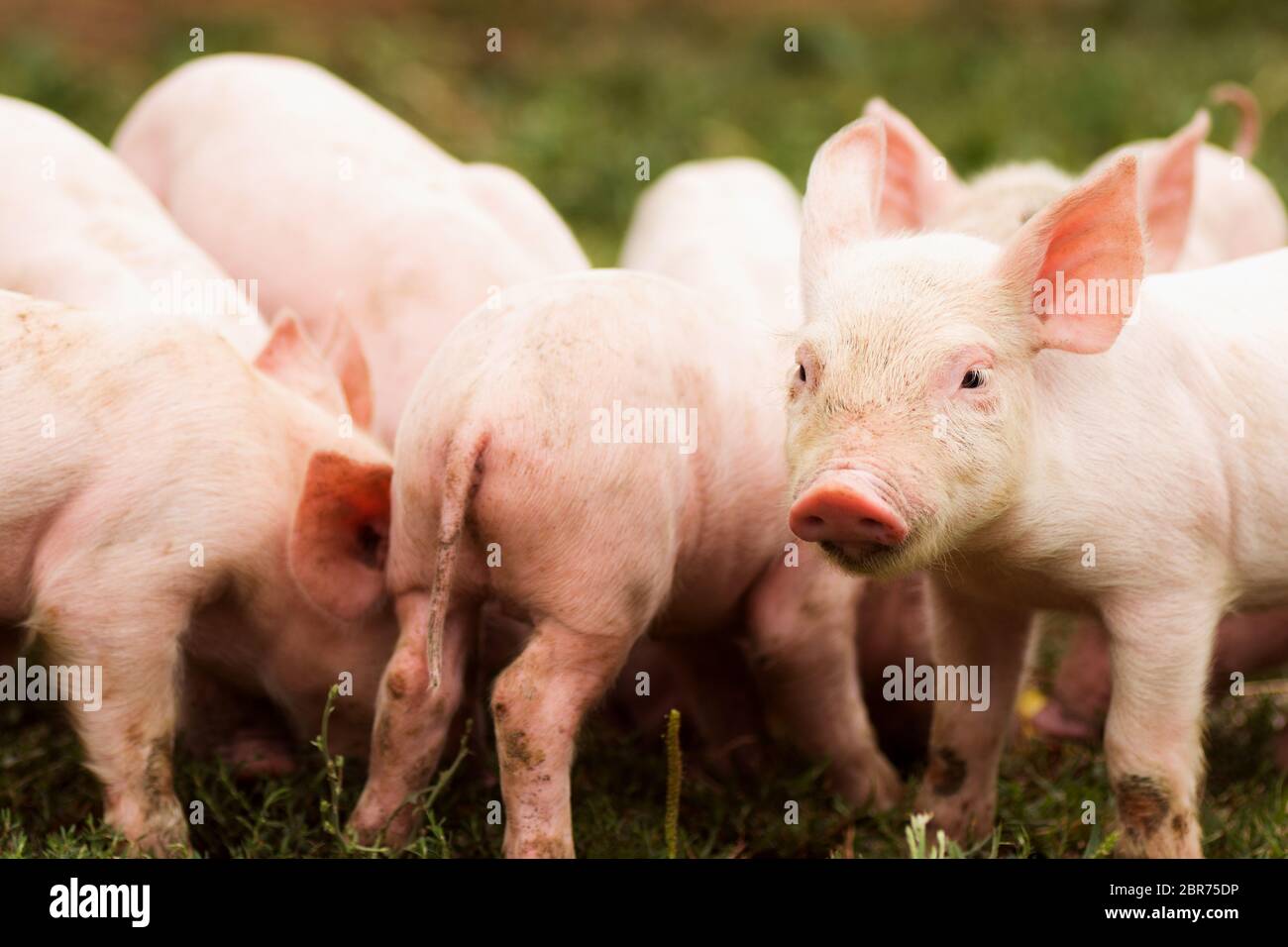 Animal group of cute pink little pigs on grass, agricultural pig breeding concept. Stock Photo