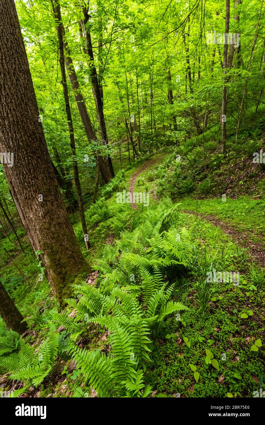 A trail in Chief Logan State Park of West Virginia is surrounded by verdant green woodland of ferns and other vegetation glowing green in early Spring. Stock Photo