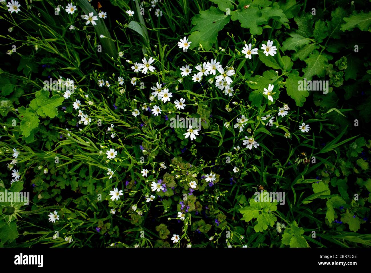 Field of white stellaria media flowers in the forest. Stock Photo