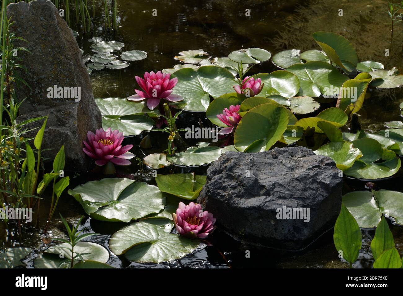 Rote Seerosen (NympheaHybride) im Gartenteich Stock Photo Alamy