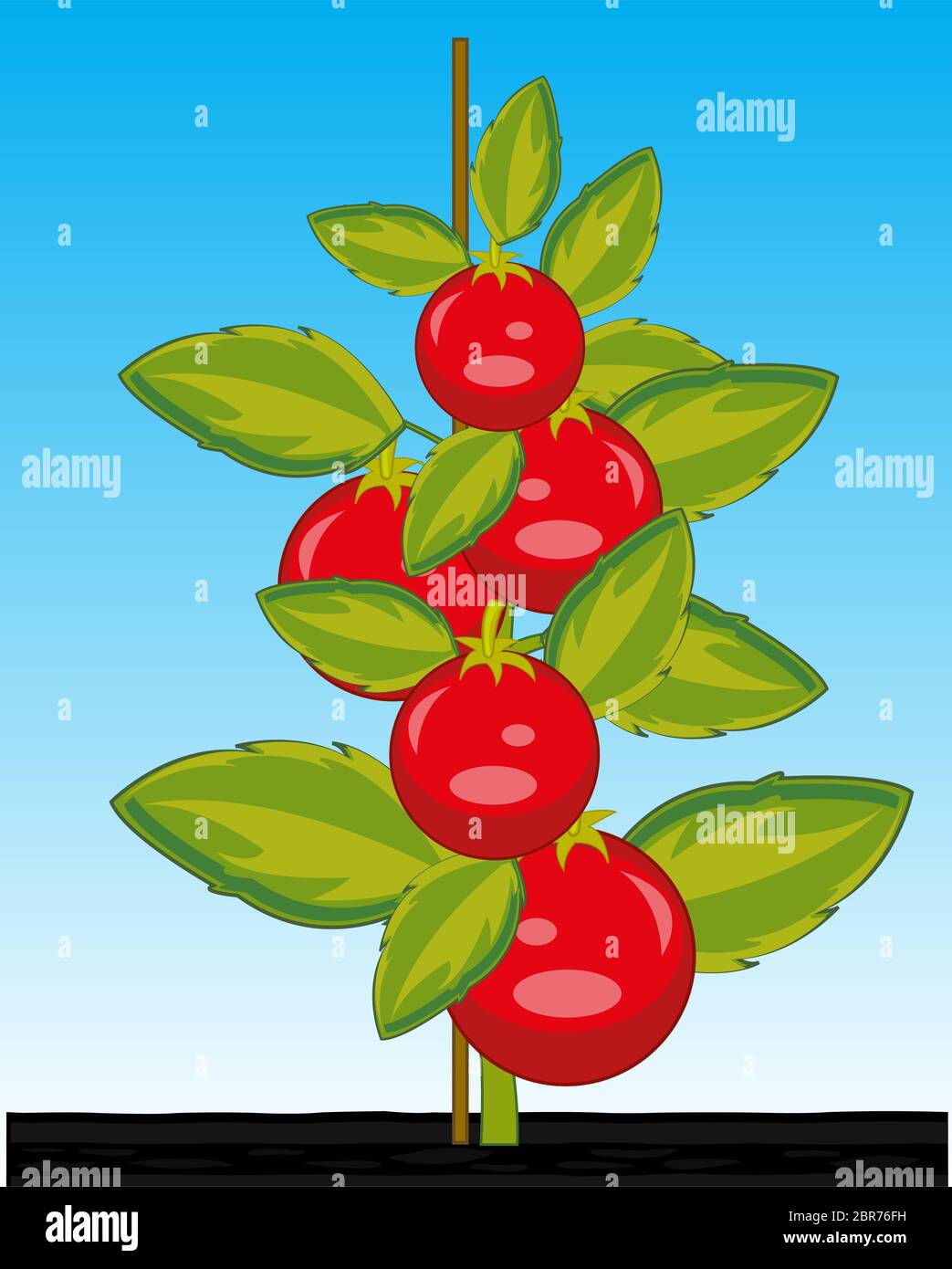 Vector illustration ripe red tomato on bush in ground Stock Photo - Alamy