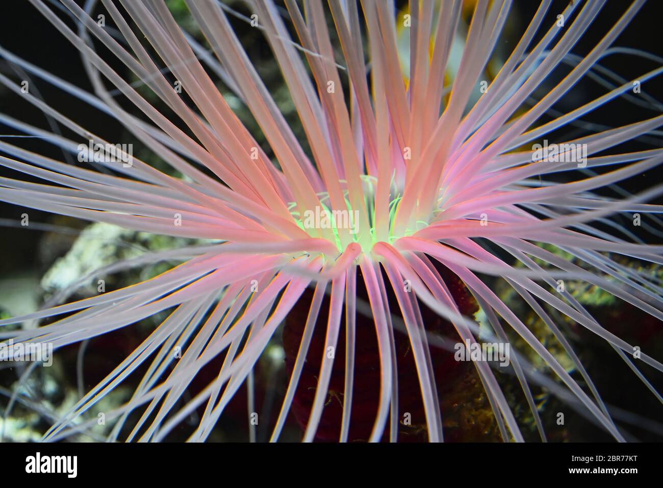 Close up pink and purple sea sebae anemone polyps in water of aquarium, high angle view Stock Photo