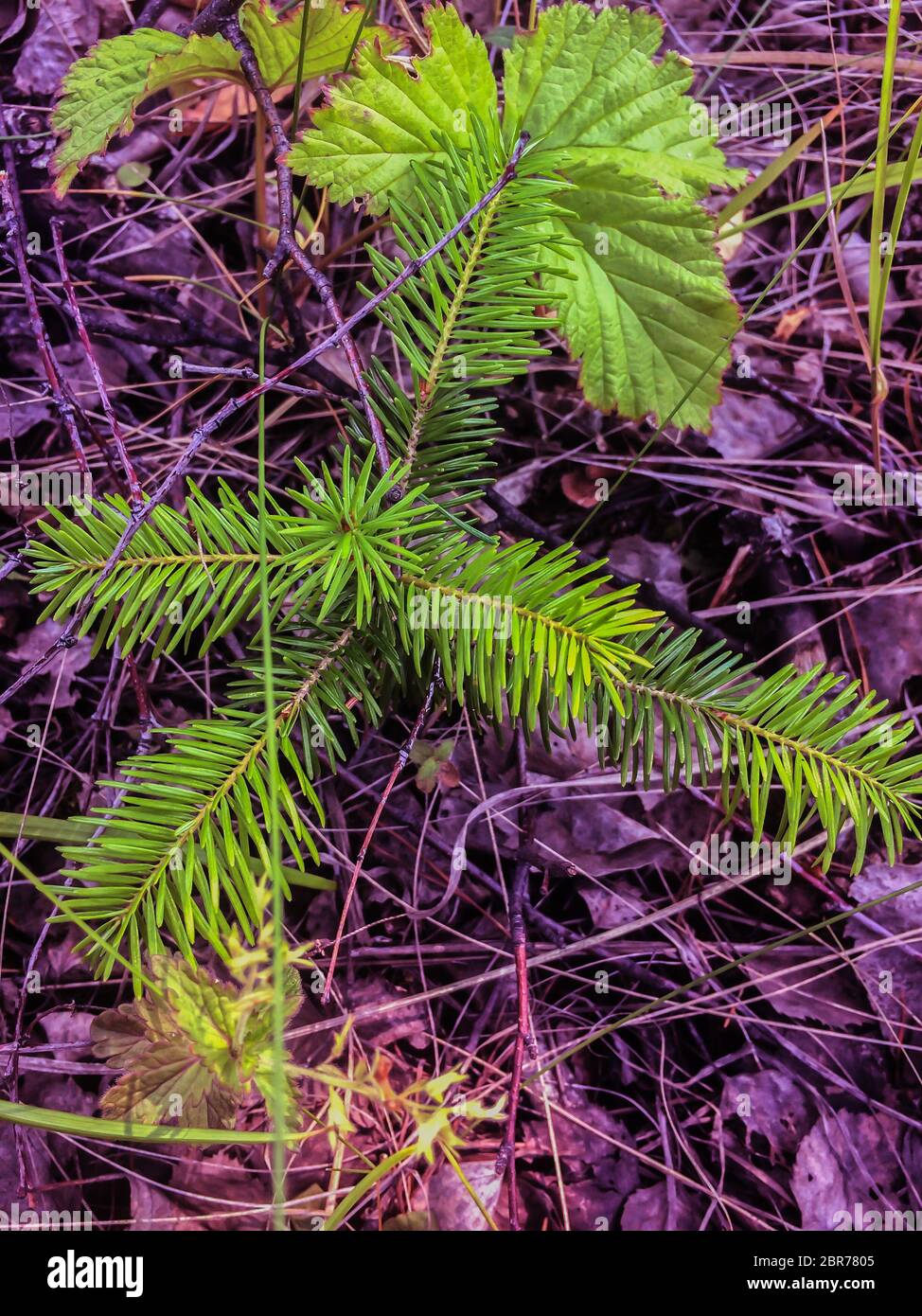 Small young green spruce pine tree plant needle stump forest woods moss ...