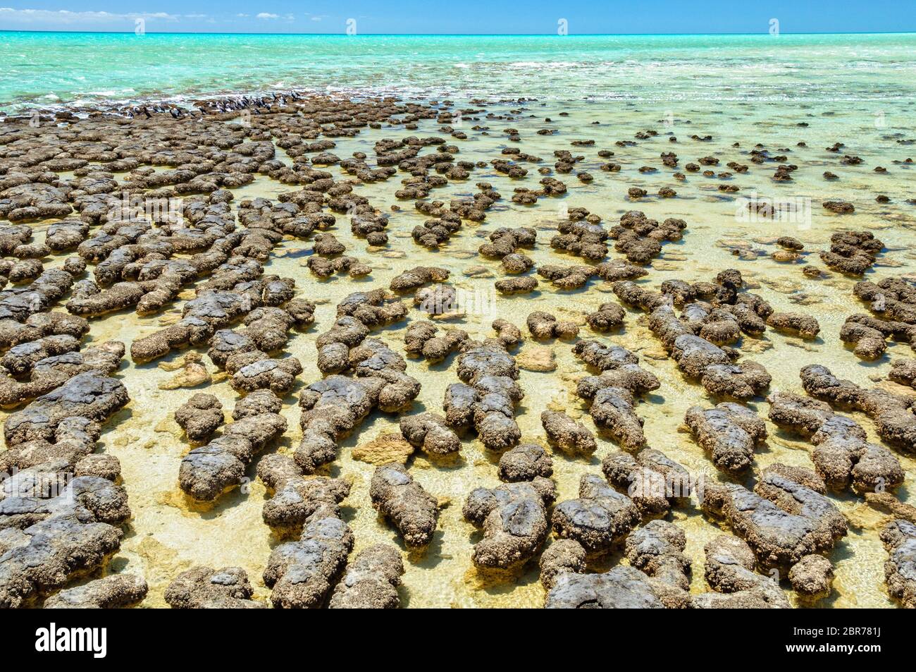 Stromatolites are rock-like structures formed by bacteria in shallow ...
