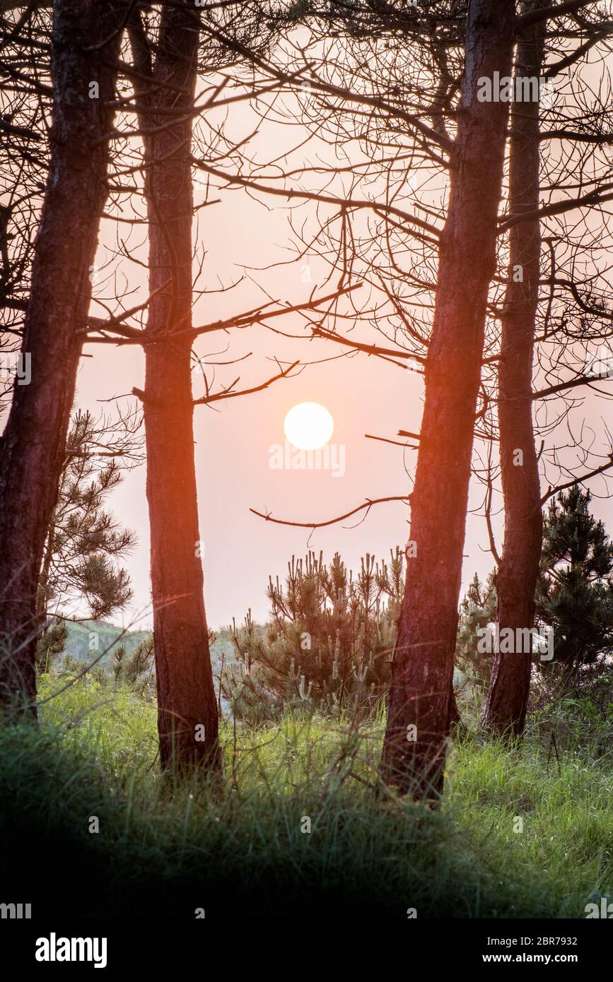 sun middle trees dune forest beach trees Stock Photo - Alamy