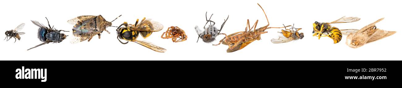 Dead Three Insects Many different colorful dead insects are in one pile. Isolated on white ...