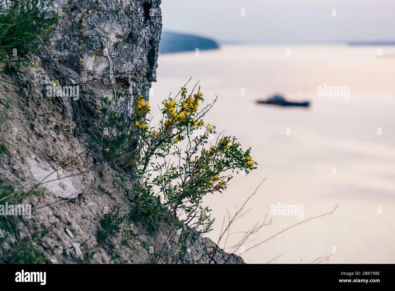 yellow flowers on cliff with river on background Stock Photo