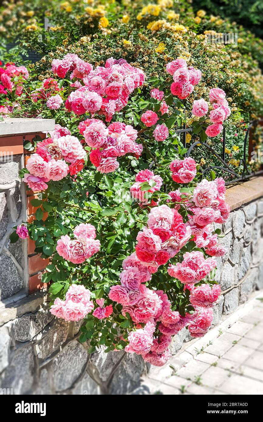 Roses growing in the flowerbed Stock Photo - Alamy