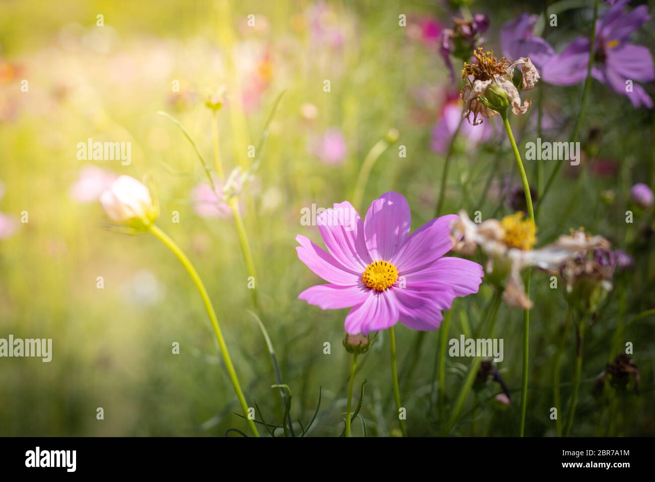 The background image of the colorful flowers, background nature Stock ...
