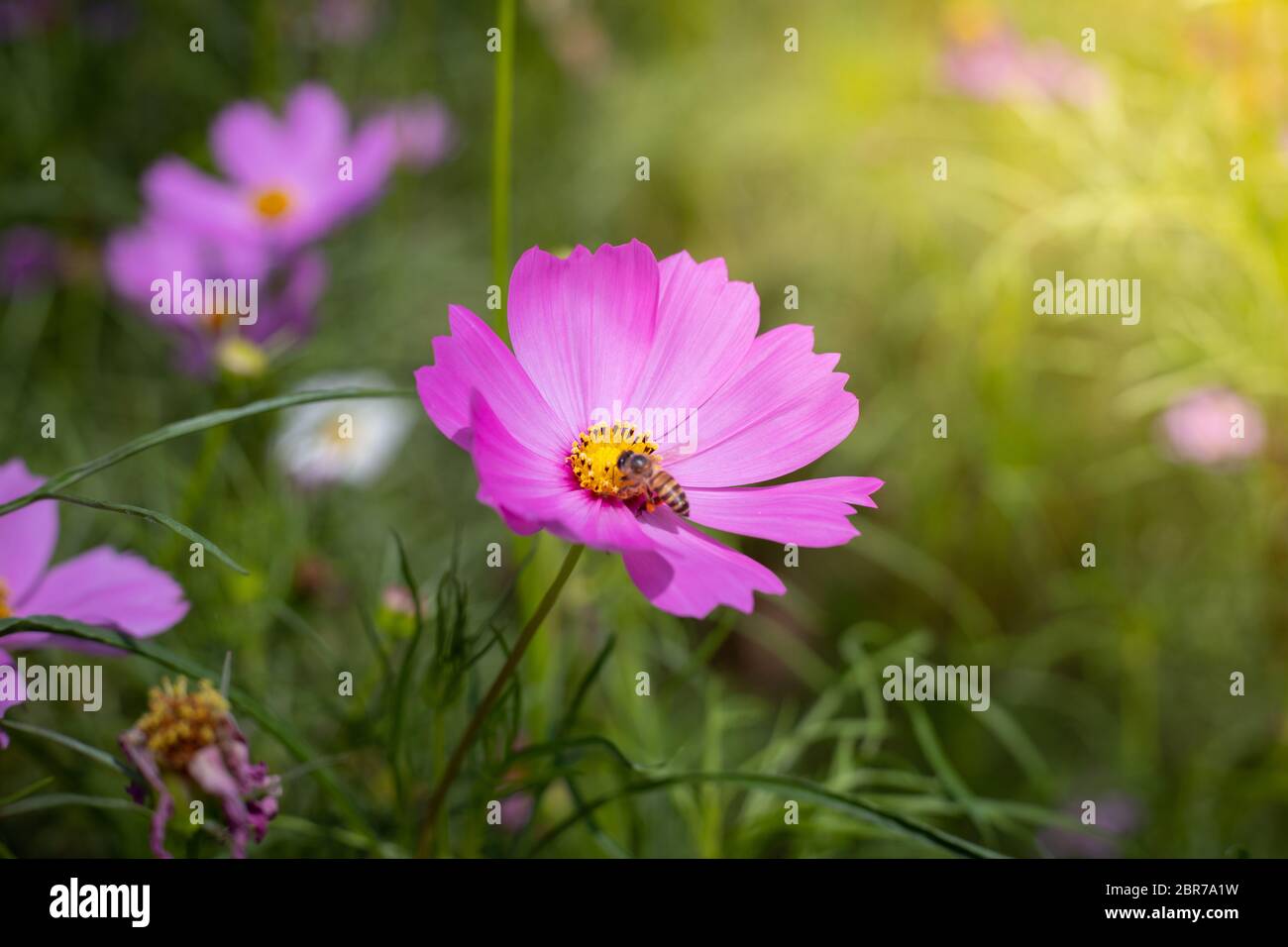 The background image of the colorful flowers, background nature Stock ...