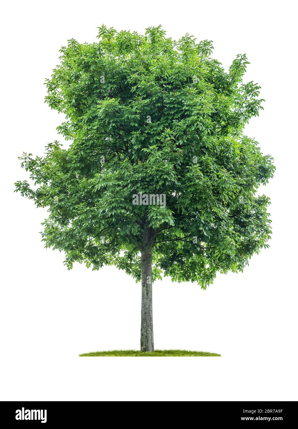 Isolated  tree on a white background - Acer negundo - Maple ash Stock Photo