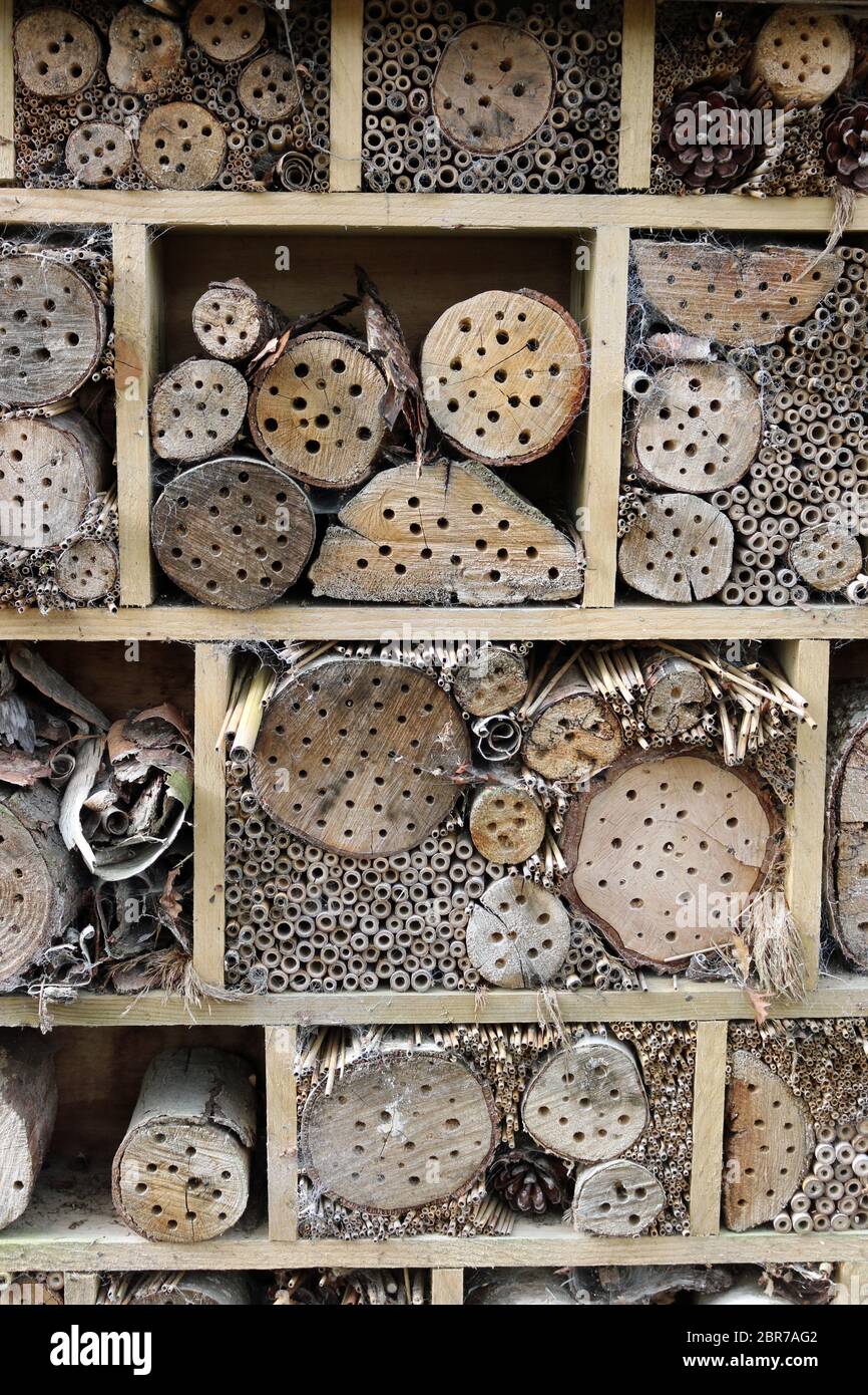 Bug hotel in a wooden frame for insects to breed and overwinter in with holes drilled in logs, grass stems and bamboo canes. Stock Photo