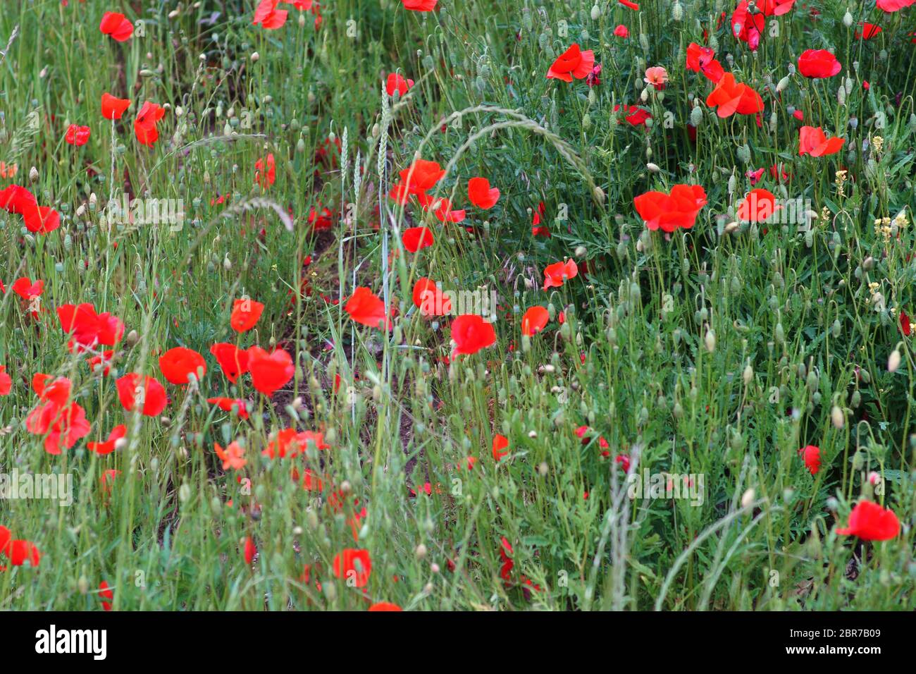 Bright red poppy flowers on the edge of a field, surrounded by grass. Stock Photo