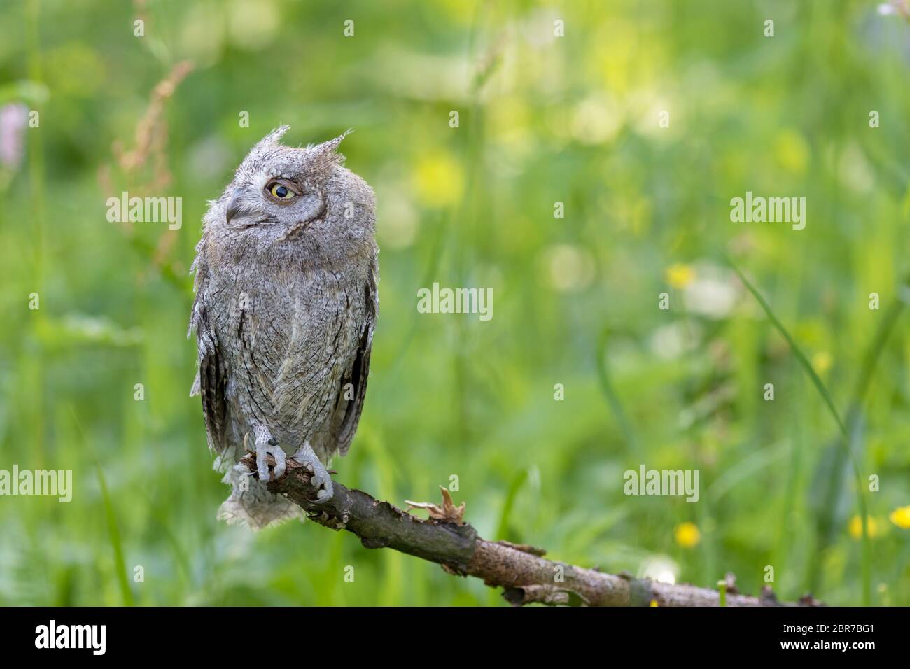 Otus basic. Otus basic