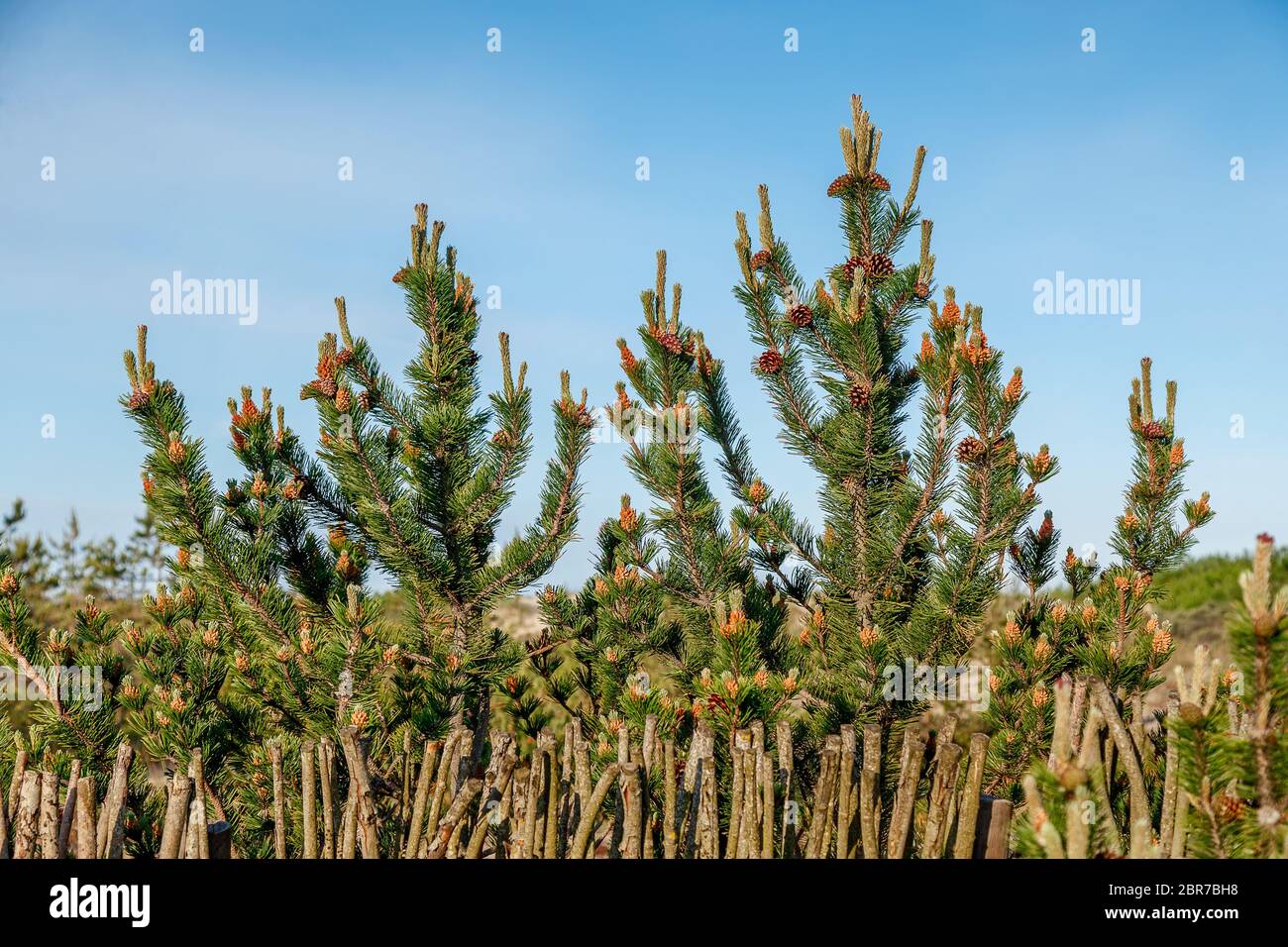 Young cones and shoots on pine branches on the background of a hedge Stock Photo