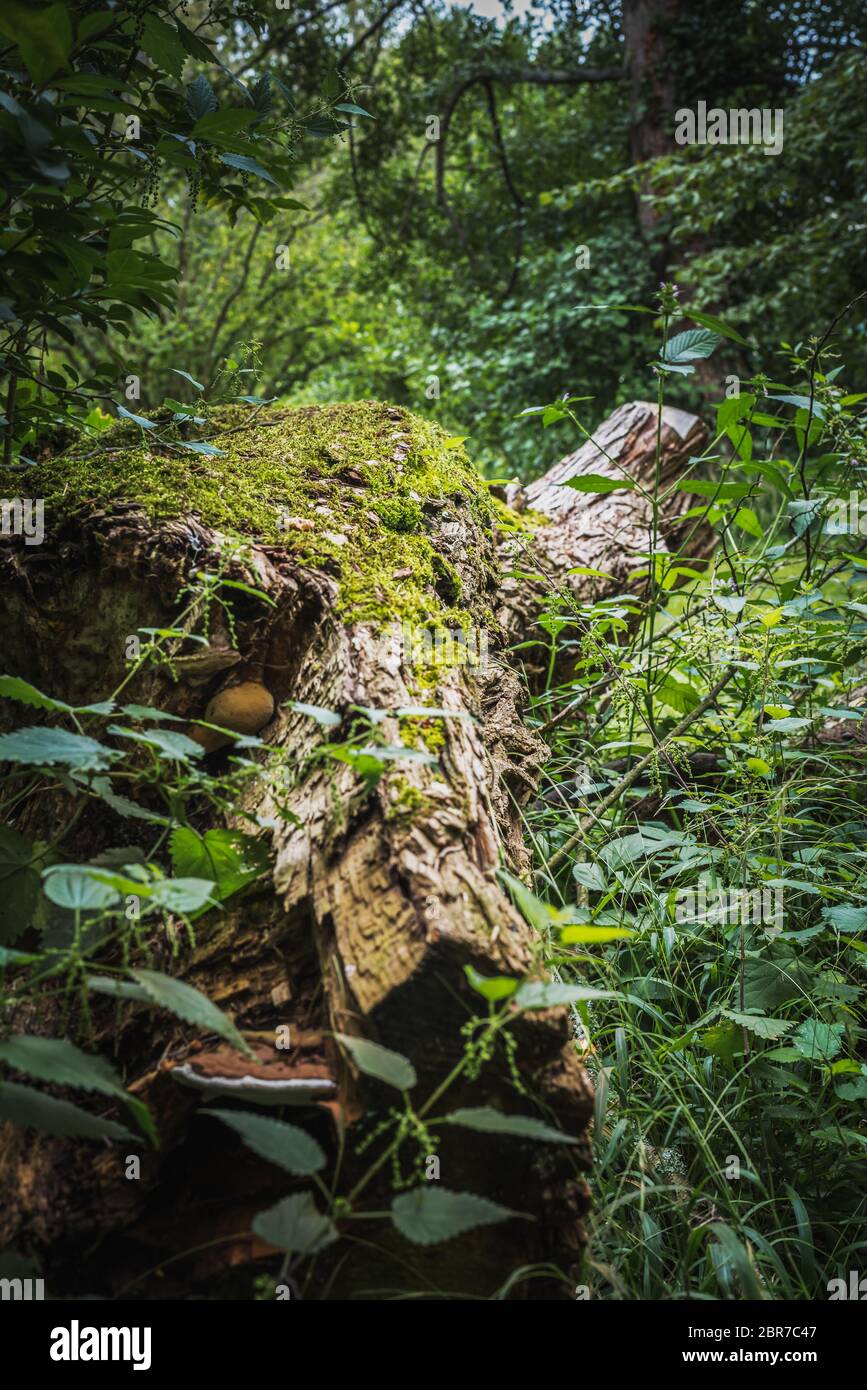 Stump of a frothy tree trunk isolated in the vegetation of the lush forest Stock Photo