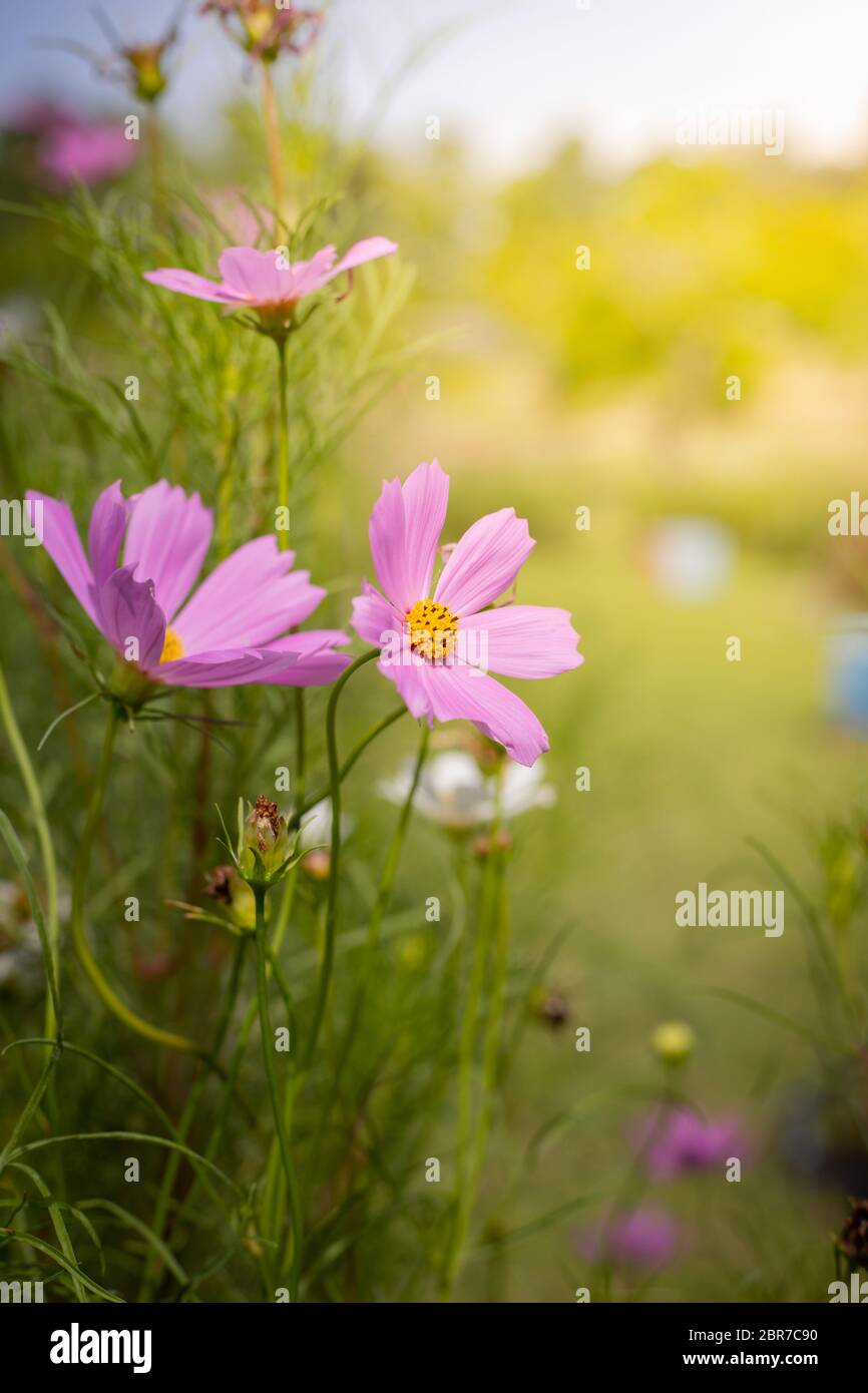 The background image of the colorful flowers, background nature Stock ...