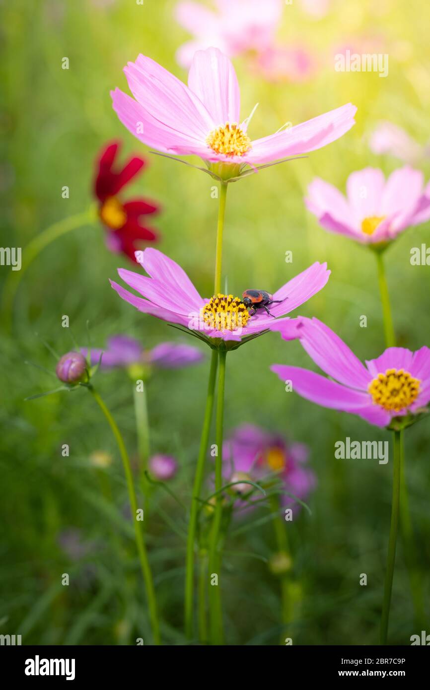 The background image of the colorful flowers, background nature Stock ...