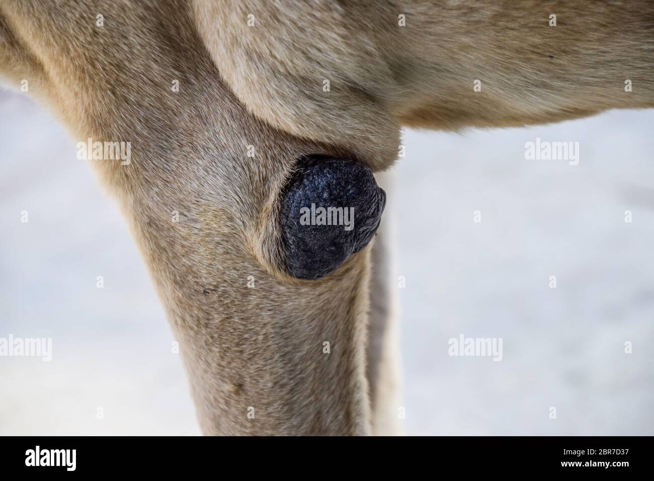 dans Beroligende middel Er deprimeret Corn on the elbow of a dog. Canine diseases, callus on the limbs of a dog  Stock Photo - Alamy