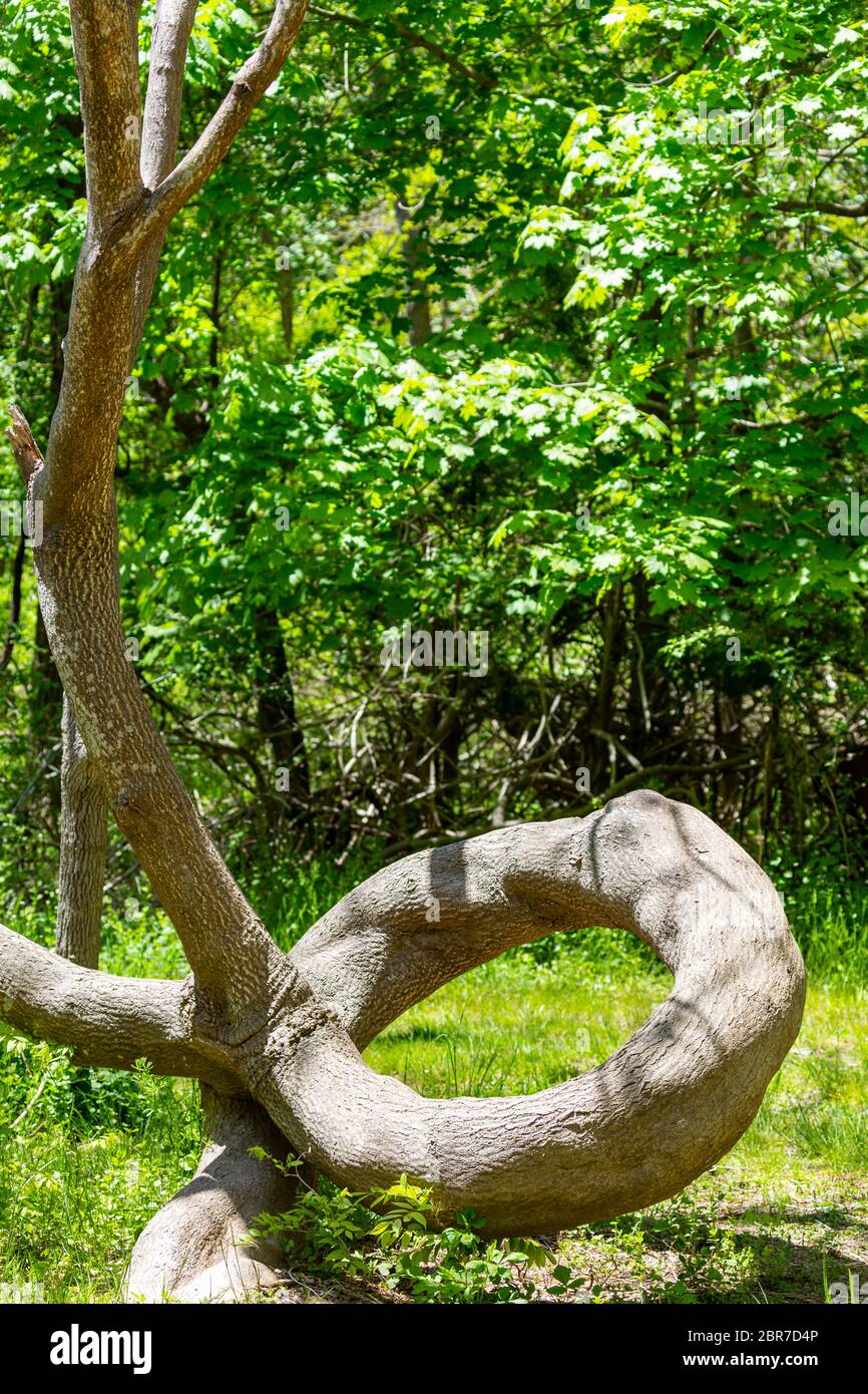An amazing tree trunk that curls like a snake, Shelter Island, N Stock Photo