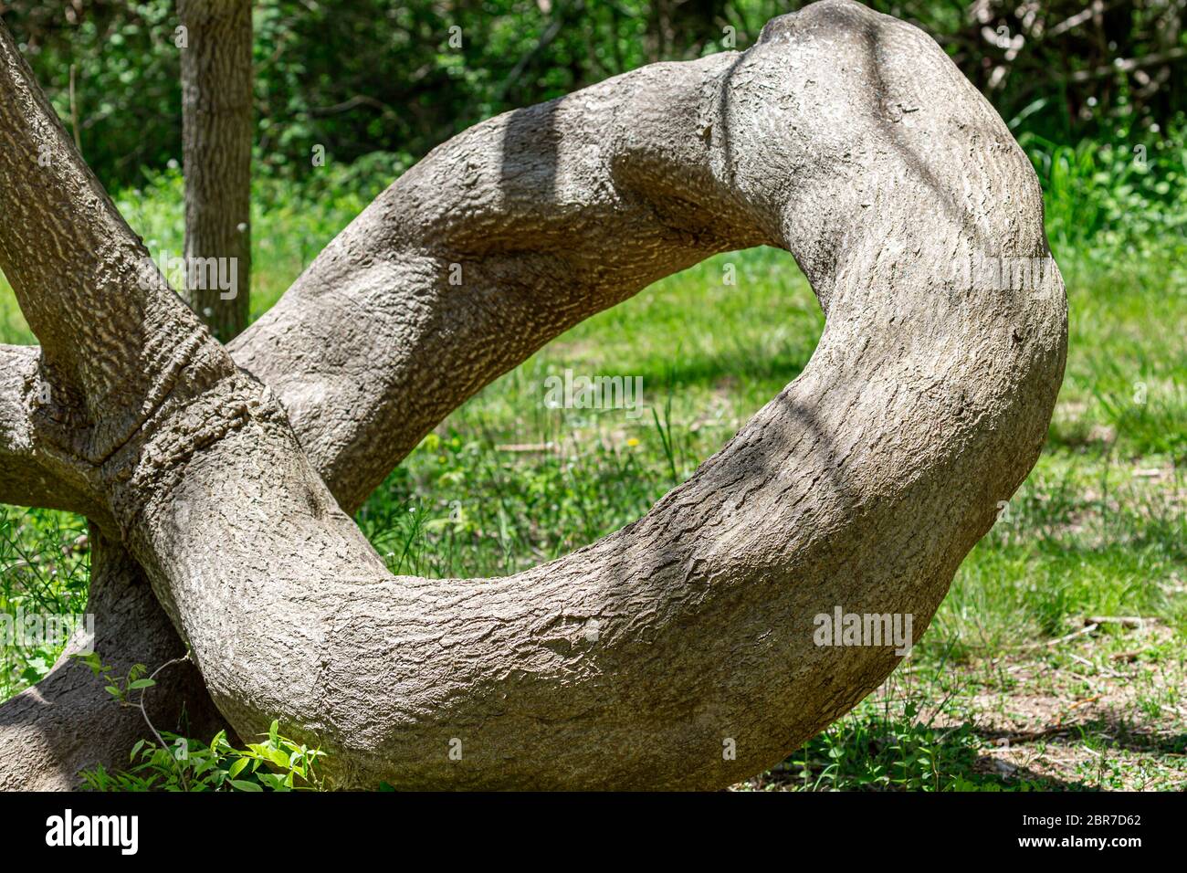 An amazing tree trunk that curls like a snake, Shelter Island, N Stock Photo