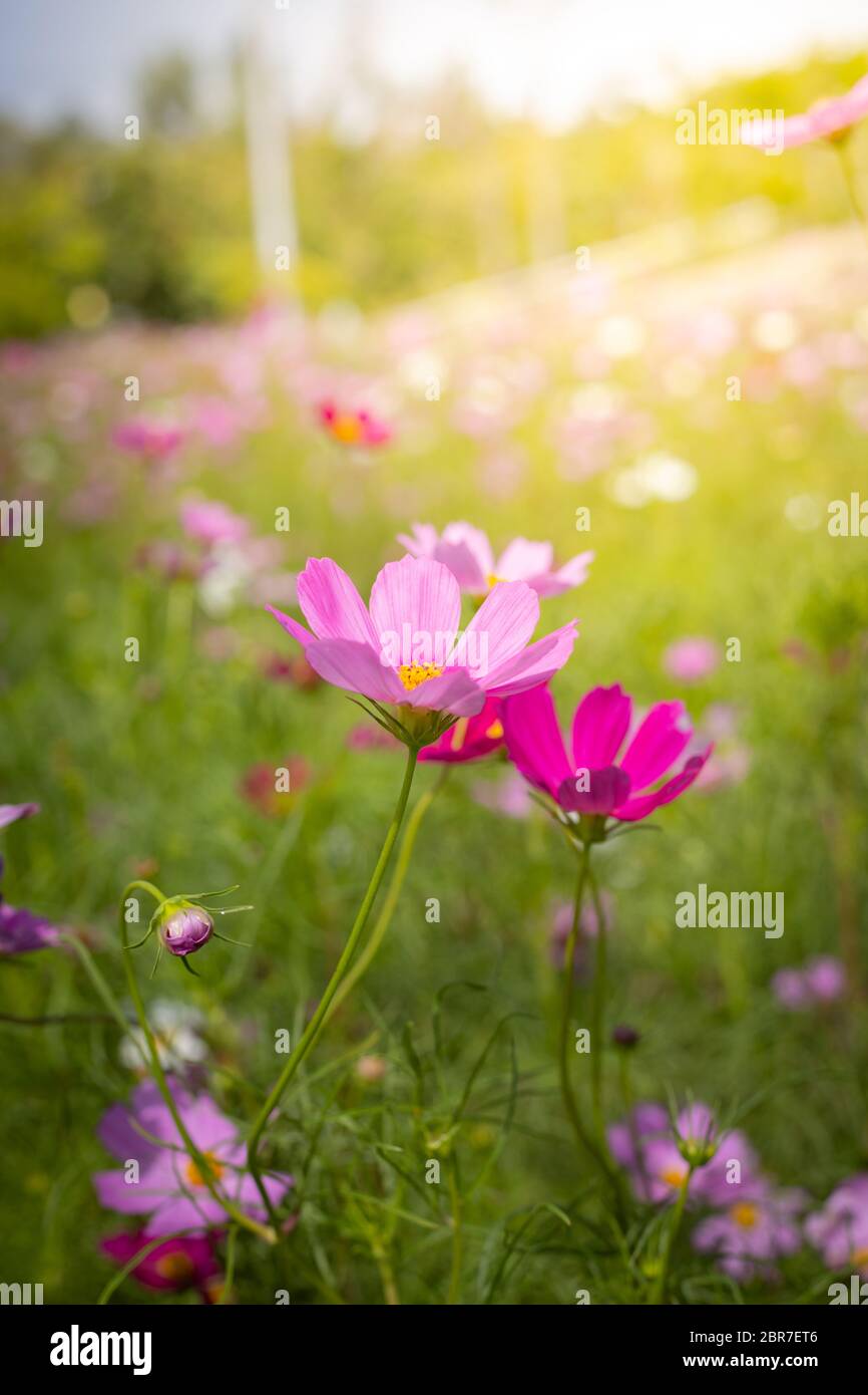 The background image of the colorful flowers, background nature Stock ...