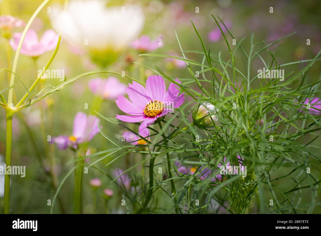 The background image of the colorful flowers, background nature Stock ...