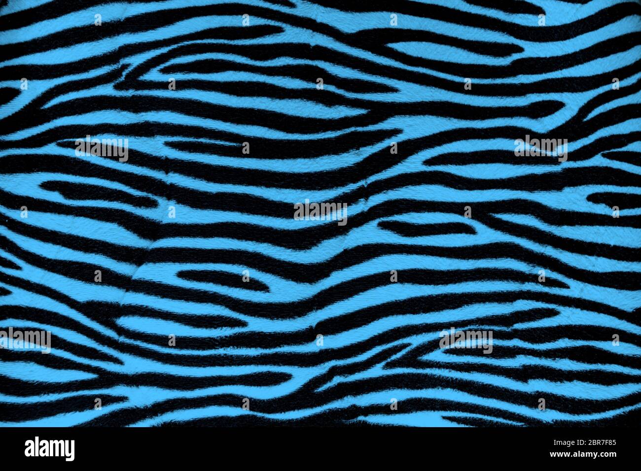 Blue zebra fur background texture close up view Stock Photo