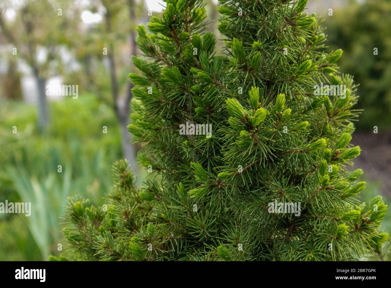 Closeup of fir branches with young buds. Stock Photo