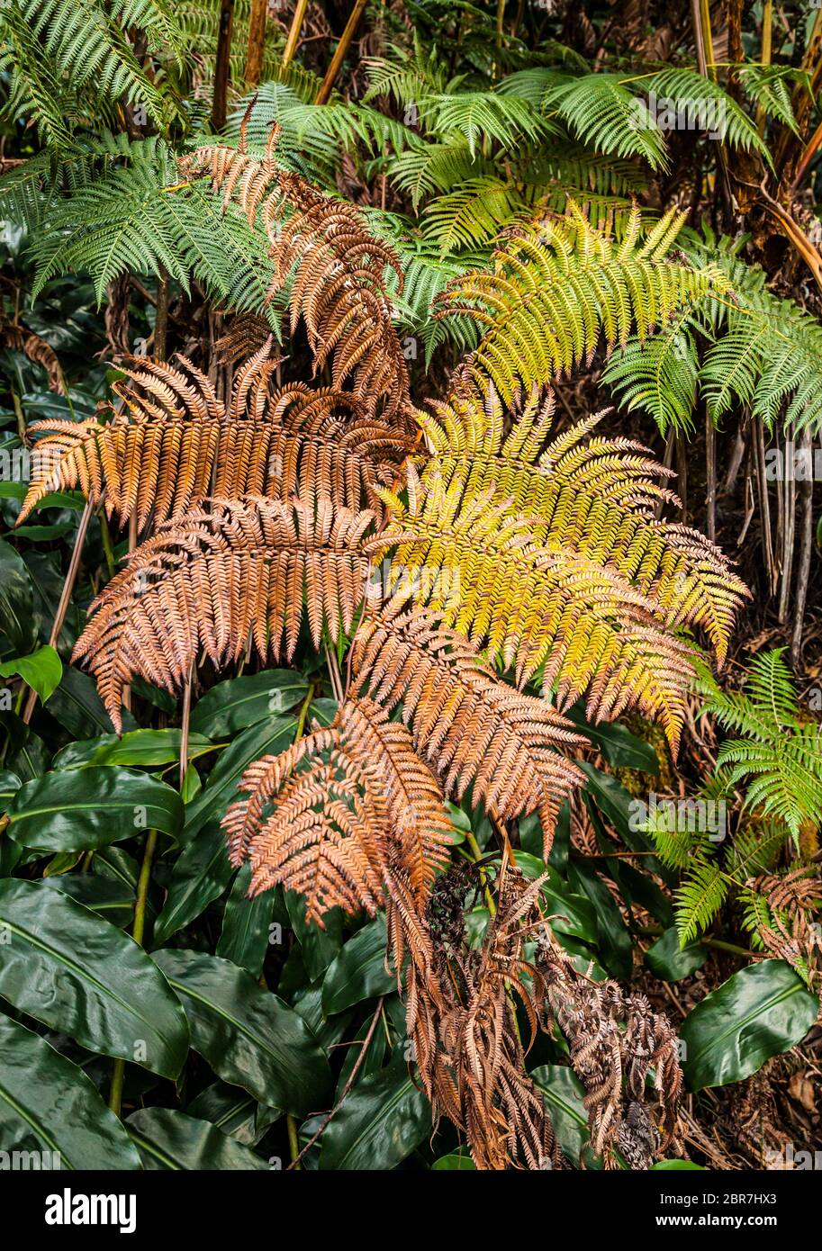 Hawaii big island forest ferns hires stock photography and images Alamy